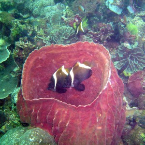 Humphead Bannerfish in Sponge