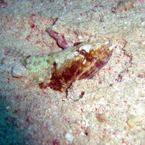 Lizardfish Buried in the Sand