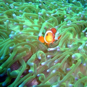 Western Clown-anemonefish