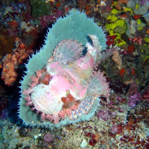 Colorblind Scorpionfish