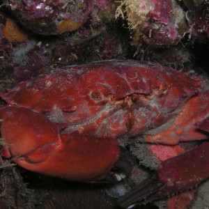 Crab3
