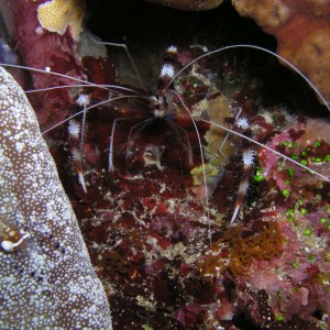Shrimp01