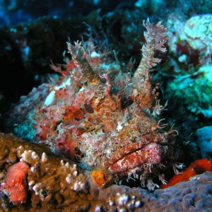scorpionfish3