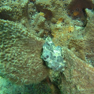 Frog Fish