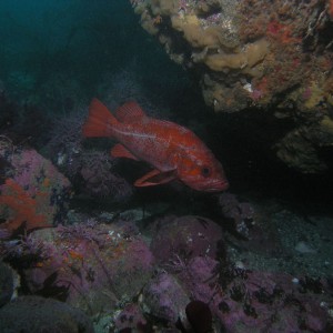 Vermilion Rockfish
