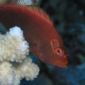 coralfish1