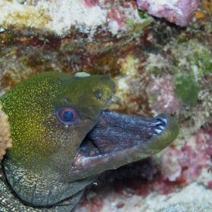 moray11