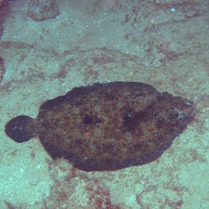 peacockflounder