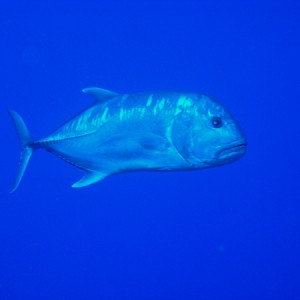 ulua1