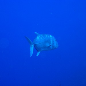 ulua2