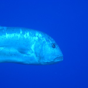 ulua3