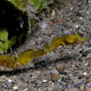 Pygmy Pipehorse