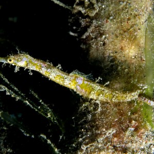 Pygmy Pipehorse