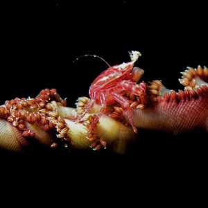 Sea Pen Crab