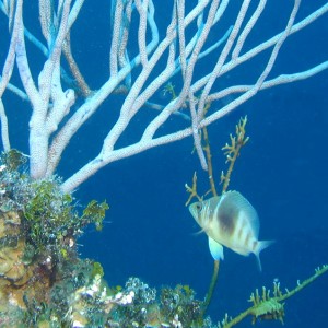 Barred Hamlet