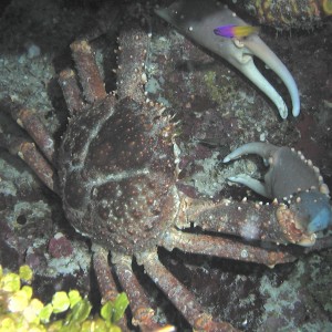 Reef Spider Crab