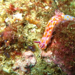 Nudibranch