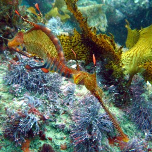 Weedy Seadragon