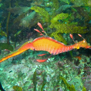 Weedy Seadragon