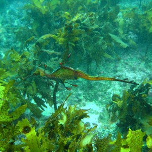 Weedy Seadragon