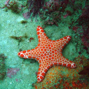 Sea Star