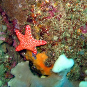 Sea Star