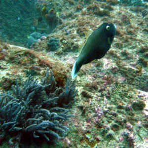 Black Reef Leatherjacket