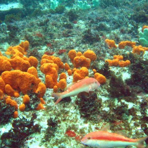 Yellow Goatfish