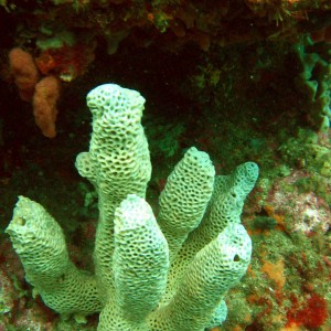 White Coral