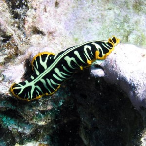 Divided Flatworm