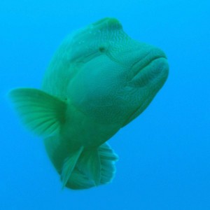 Napoleon Wrasse