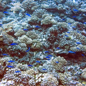 Rangiroa Reef