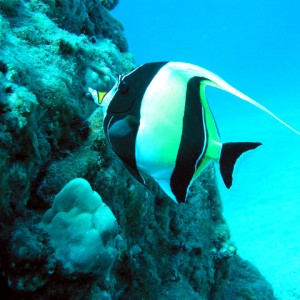 Moorish Idol