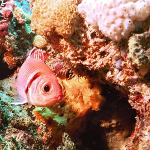 Soldierfish