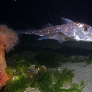 Puget Sound Ratfish