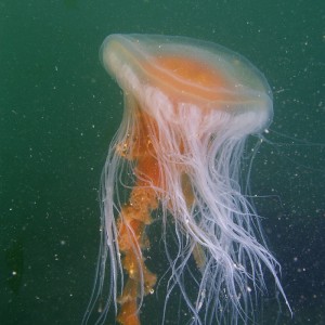 Lions Mane jellyfish