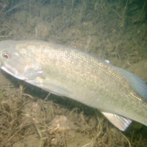 bass of folsom lake