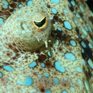 peacock_flounder_eye