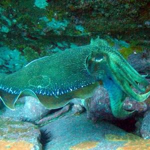 Giant Cuttlefish