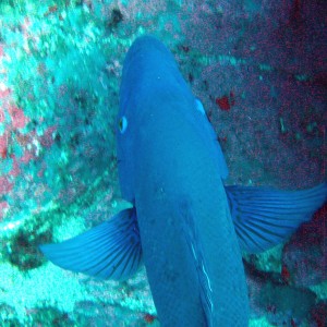 Blue Grouper from above