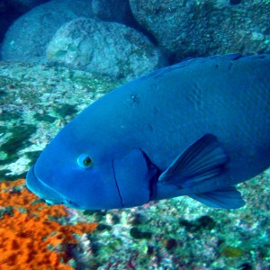 Blue Grouper