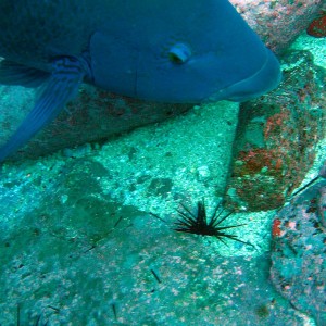 Blue Grouper with Urchin