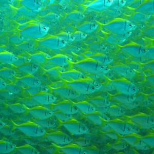 Massive Wall of Fish