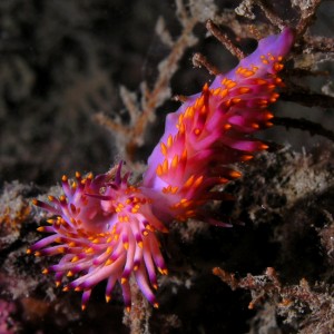 Flabellina - Nudibranchs