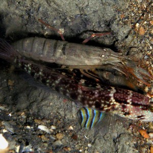 Shrimp goby and friend