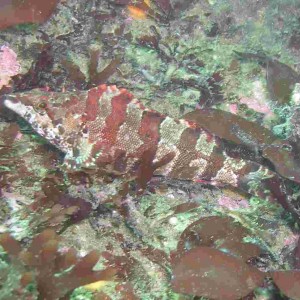 Painted Greenling