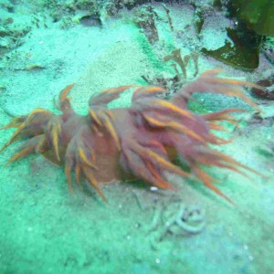 Nudibranch (Rainbow Dendronotid)