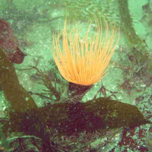 Burrowing Tube Anemone