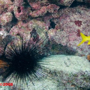 Little Conch Urchin