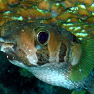 juvenile porcupinefish